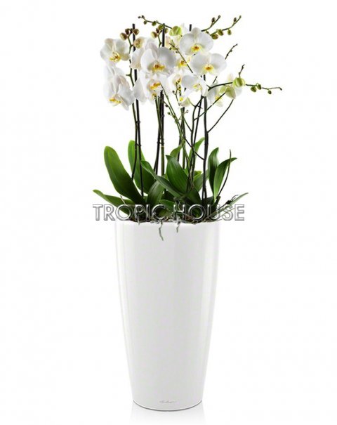 Орхидеи RONDO 32/120 см, белый блестящий