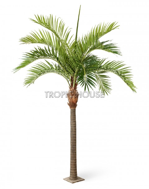 Финиковая пальма гигантская