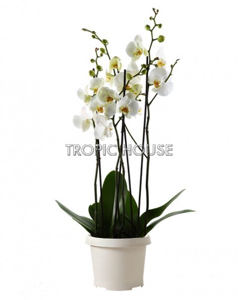 Орхидея Фаленопсис белая 4 ствола 15/75 см
