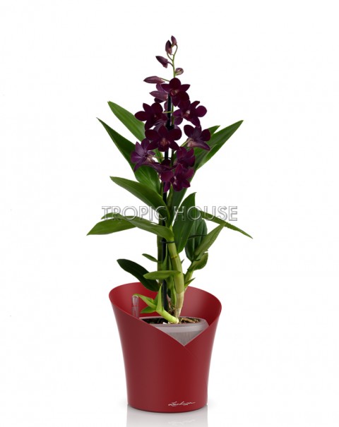 Орхидея Дендробиум Санок черный ORCHIDEA 18/40, Ярко-красный матовый