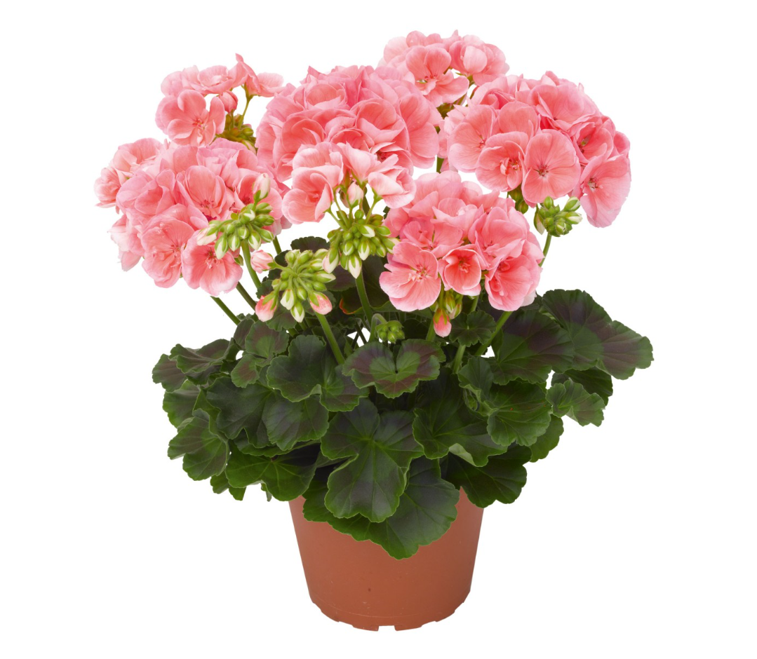 Пеларгония