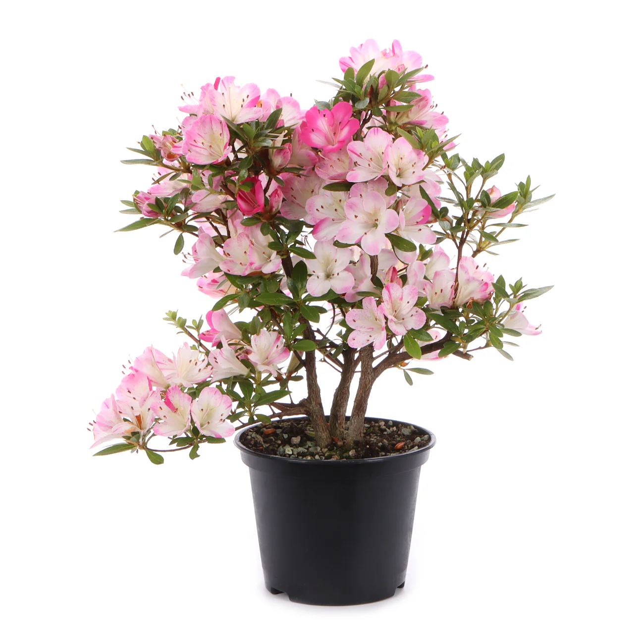 Рододендрон