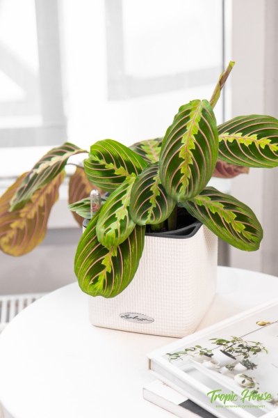 Маранта в CUBE 14 Маранта в CUBE 14