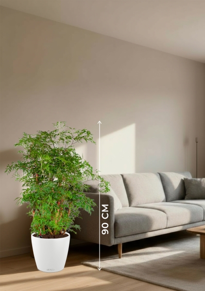 Полисциас Гавайи Минг 21/90 см в CLASSICO COLOR 28 Полисциас Гавайи Минг 21/90 см в CLASSICO COLOR 28