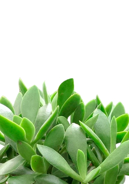 Крассула Мани Мейкер 10/15 см