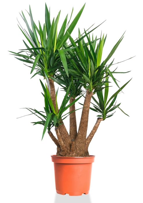 Юкка разветвленная макси 55/190 см