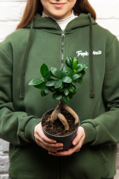 Фикус Микрокарпа 12/30 см в LAMELA MAGNOLIA fi 135