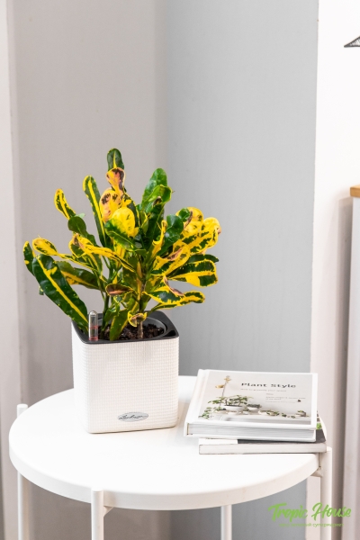 Кротон Еллоу 12/30 см