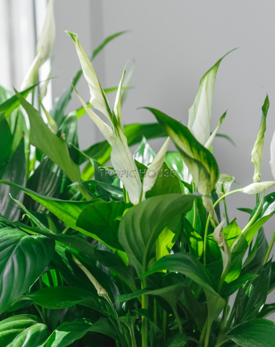 Спатифиллум в DELTA 20