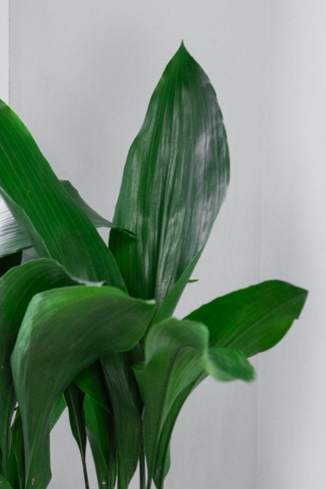 Аспидистра в DELTA 20