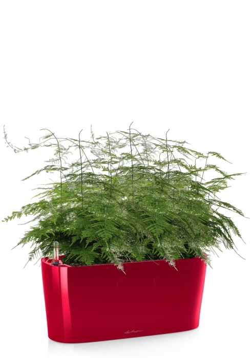 Аспарагус в DELTA 20, ярко-красный блестящий