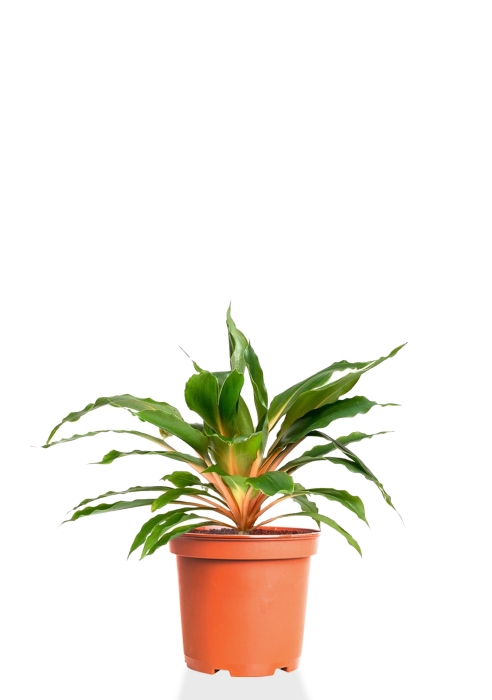 Хлорофитум Фаер Флеш 12/20 см