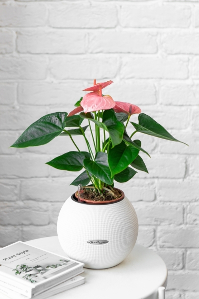 Антуриум розовый в PURO 20