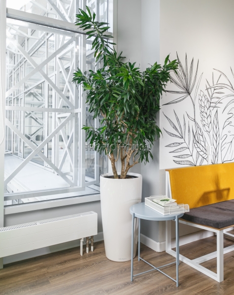 Драцена Песнь Ямайке в RONDO 40 170 см