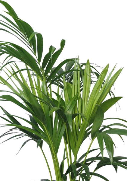 Ховея Кентия 21/140 см Ховея Кентия 21/140 см