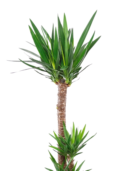 Юкка 3 ствола в CLASSICO COLOR 35