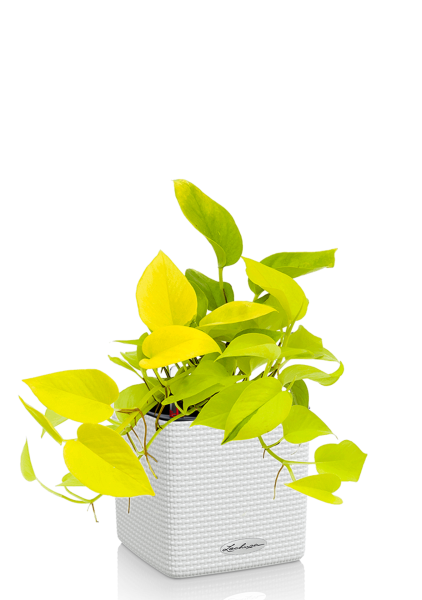 Сциндапсус Голден Потос в CUBE COLOR 16 Сциндапсус Голден Потос в CUBE COLOR 16