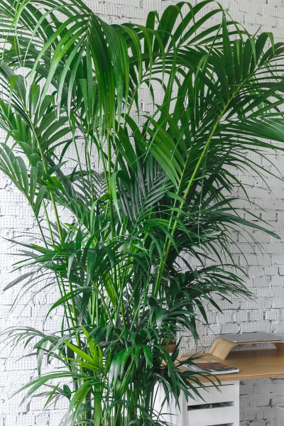 Ховея Кентия 50/260 см