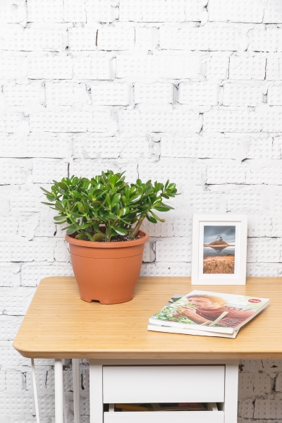 Крассула Овата 23/40 см