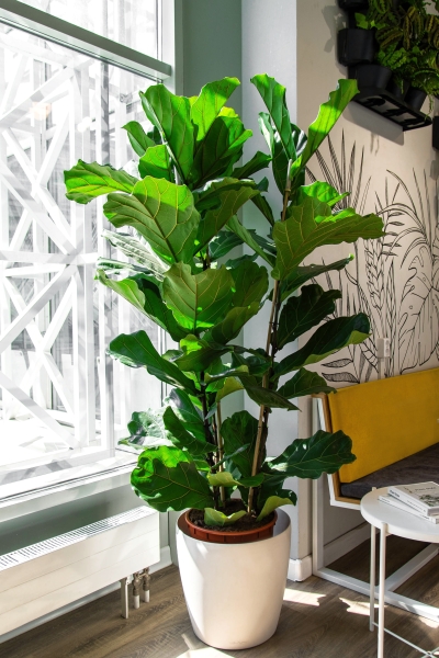 Фикус Лирата 3 ств 30/220 см Фикус Лирата 3 ств 30/220 см