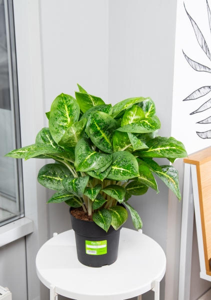 Аглаонема Лемон Минт 19/50 см