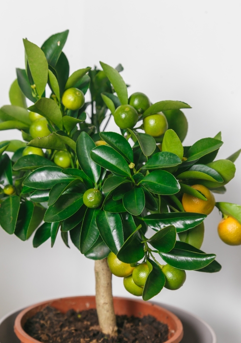 Цитрус Каламондин 15/40 см