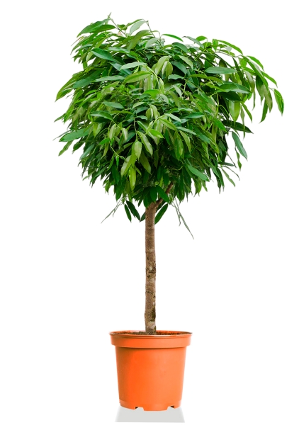 Фикус Биннендийка Амстел Кинг на стволе 55/320 см