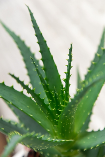 Алоэ 12/30 см в OJO