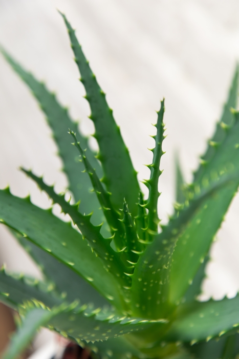 Алоэ 12/30 см в OJO