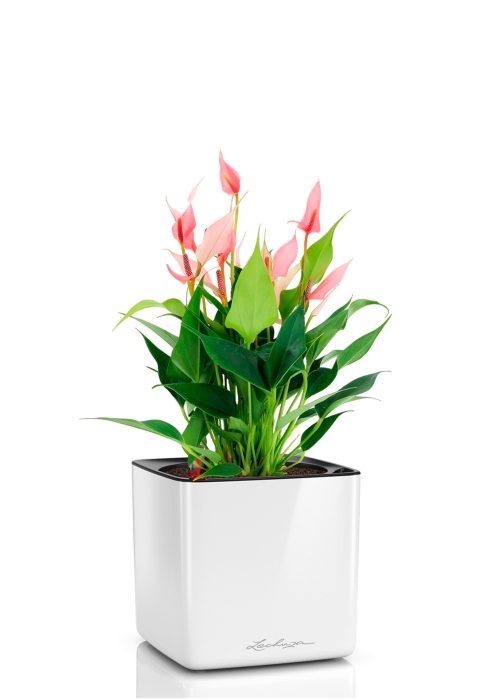 Антуриум Лилли 14/40 см в CUBE GLOSSY 16, белый блестящий