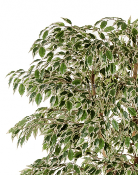 Гавайский Фикус Лиана пёстролистный