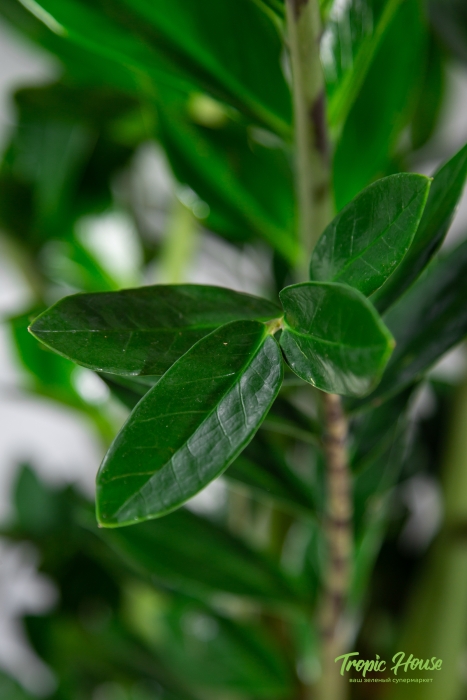 Замиокулькас 21/90 в CILINDRO 32