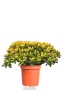 Крассула Овата Сансет 44/60 см