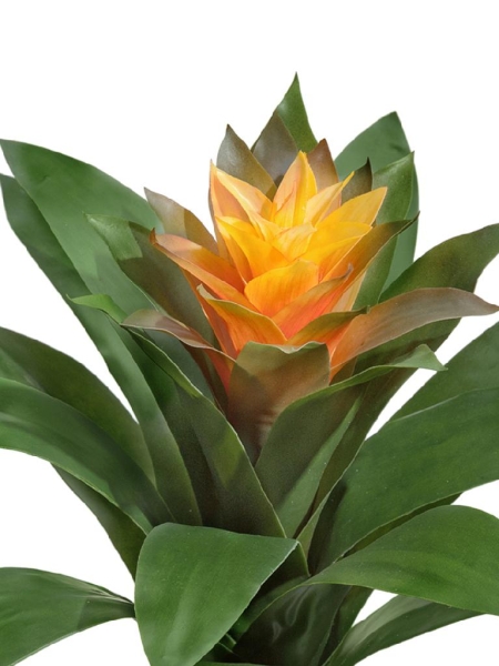 Гузмания Сангвиния жёлтая