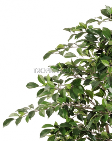 Фикус Фолиа зелёный