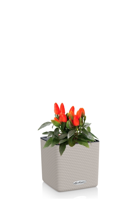 Капсикум микс 10/25 в CUBE COLOR 14, песочно-коричневый