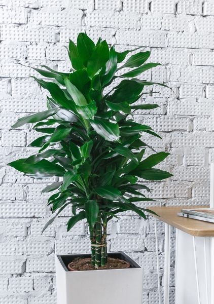 Драцена Джанет Линд бранч 24/120см