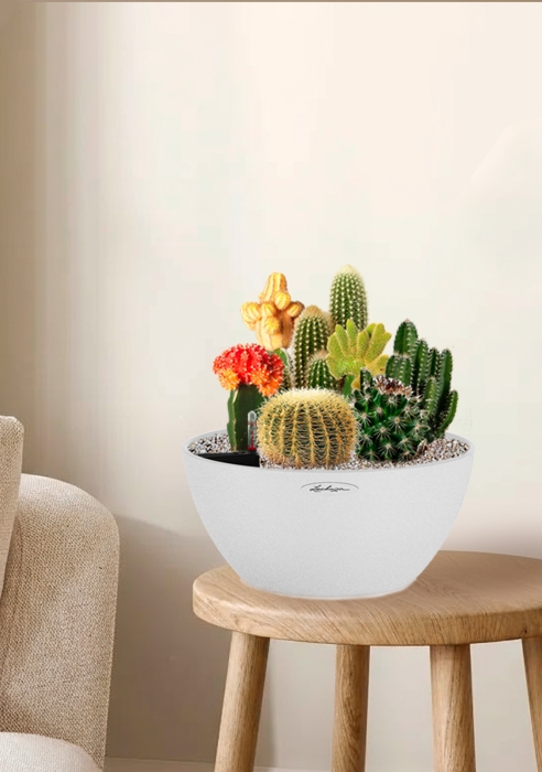 Композиция с кактусами в CUBETO COLOR 30