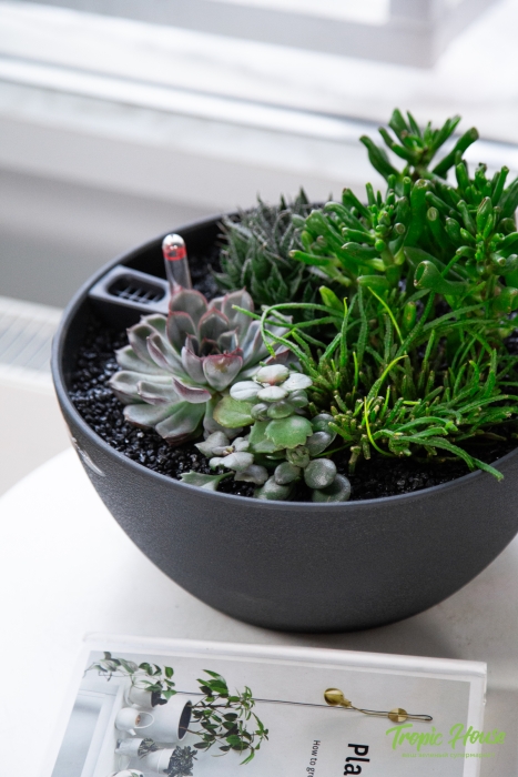 Композиция с суккулентами в CUBETO COLOR 30