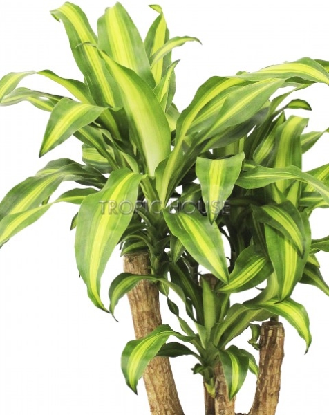 Драцена душистая Массанжеана в RONDO 40