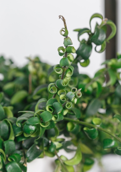 Эсхинантус в CLASSICO COLOR 21 Эсхинантус в CLASSICO COLOR 21