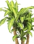 Драцена душистая Массанжеана в RONDO 40