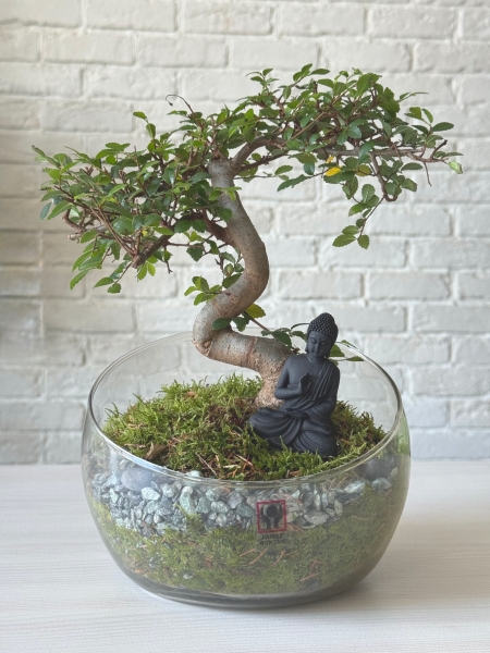 Бонсай микс в стекле 11/15 см Бонсай микс в стекле 11/15 см