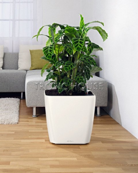 Ролики для CLASSICO 43 | QUADRO 43 | PURO 50