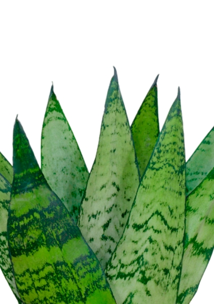 Сансевиерия Зейланика Фан 12/35 см в PURO 20