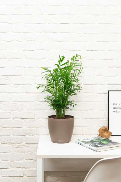 Хамедорея Элеганс 17/60 в CLASSICO Color 21