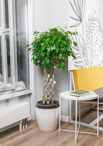 Фикус Бенджамина Экзотика решетка 31/130 см