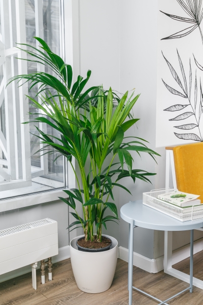 Ховея Кентия 21/140 см Ховея Кентия 21/140 см