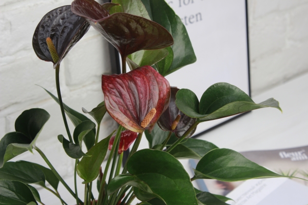 Антуриум Андре шоколадный 12/40 см в CLASSICO COLOR 18