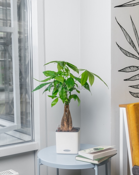 Пахира в CUBE COLOR 14 Пахира в CUBE COLOR 14